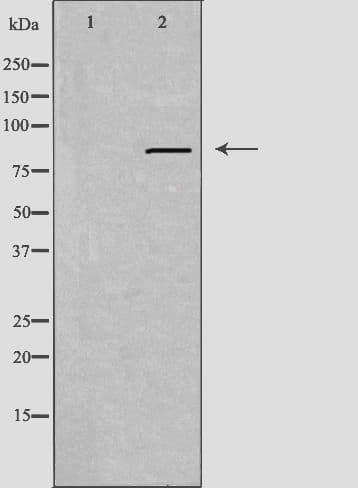 Polyclonal Rabbit anti-Human IFI16 Antibody (IF, WB)
