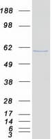 Human NAB1 Protein (Recombinant Myc-DDK (Flag))