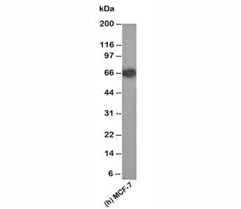 Monoclonal Mouse anti-Human Estrogen Receptor Antibody (clone ER505, Azide-free,BSA-free, aa2-185, IHC, WB)
