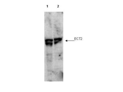 ECT2 Antibody (phospho-Thr790)