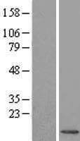 UBL3 Protein (Over-Expression Lysate Myc-DDK (Flag))
