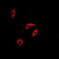 CETN2 / Centrin 2 Antibody