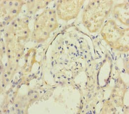 Polyclonal Rabbit anti-Human MAGOH Antibody (IHC, WB)