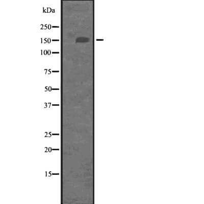 ITGA2 / CD49b Antibody