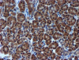 TIMP2 Antibody (clone OTI1A6, Carrier-free)