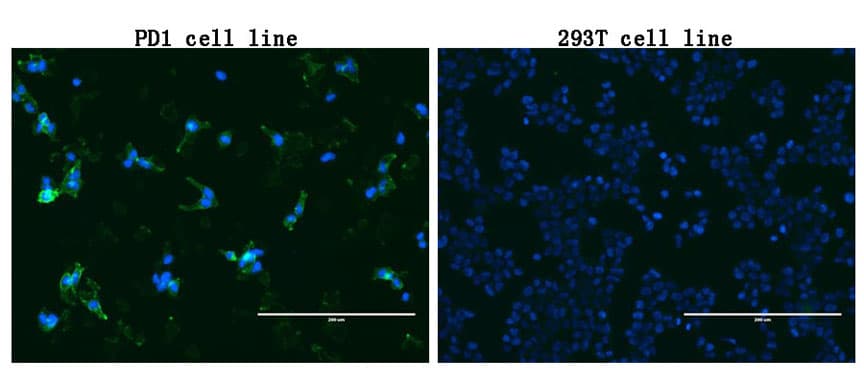 PDCD1 / CD279 / PD-1 Antibody (clone UMAB198)