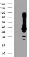 CRYZL1 Antibody (clone OTI1A3)