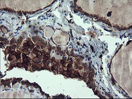 CD163 Antibody (clone OTI3C4)
