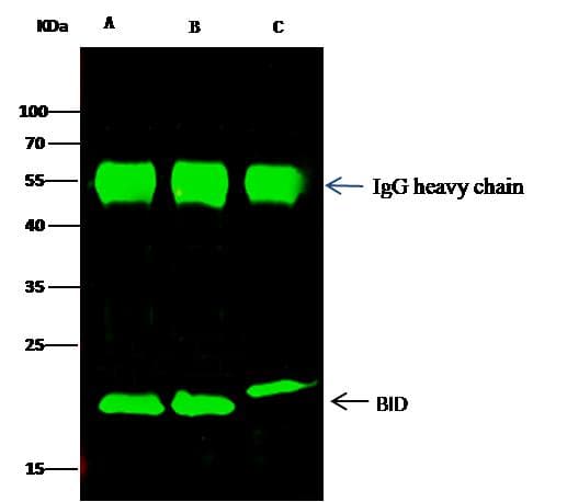 BID Antibody (Preservative Free)