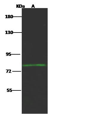 HCFC2 Antibody (Preservative Free)