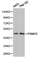 PSMC5 / SUG1 Antibody