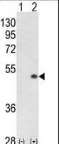 CDK16 / PCTAIRE Antibody (aa357-386)