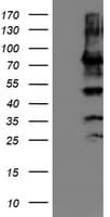 PDIA4 / ERP72 Antibody (clone OTI2C11)