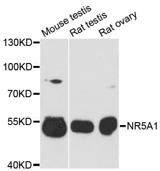 NR5A1 / SF1 Antibody