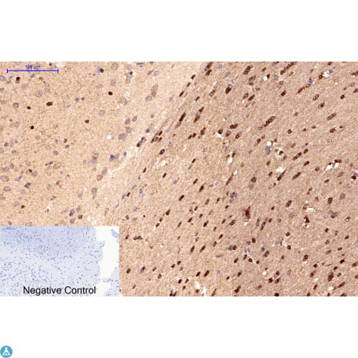 APG5 / ATG5 Antibody