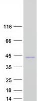 Human TOR1B / Torsin B Protein (Recombinant Myc-DDK (Flag))