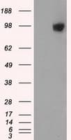 GRIPAP1 / GRASP1 Antibody (clone OTI1F4, Carrier-free)