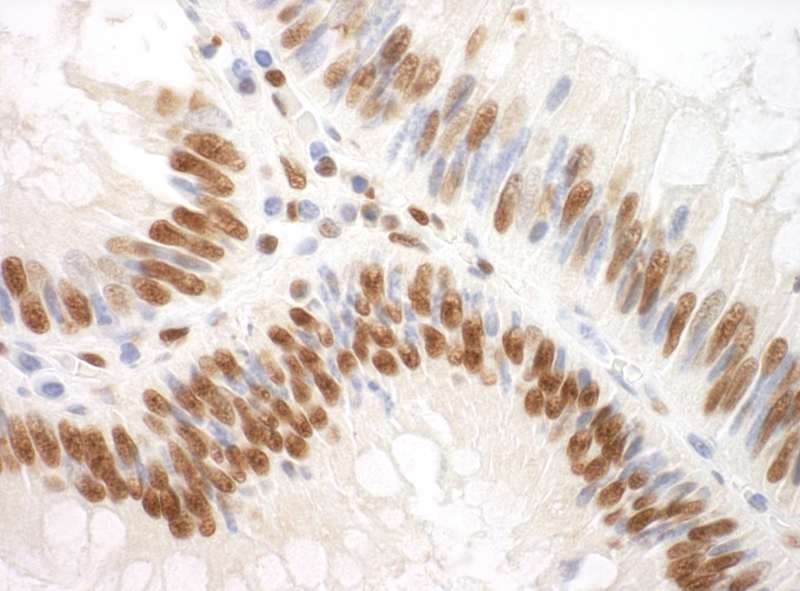 SF3A3 / SF3a60 Antibody (aa451-501)
