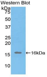 INHA / Inhibin Alpha Antibody (aa227-360, Biotin)