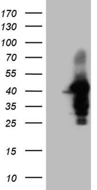 WDR92 Antibody (clone OTI2F2, Carrier-free)
