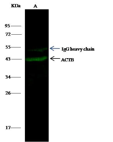 ACTB / Beta Actin Antibody (clone 10, Preservative Free)