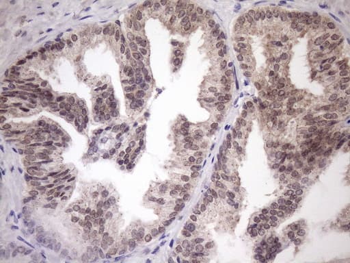 Monoclonal Mouse anti-Human SCMH1 Antibody (clone OTI5E6, aa1-309, IHC, WB)
