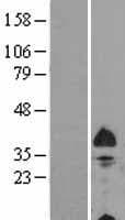 NIX / BNIP3L Protein (Over-Expression Lysate Myc-DDK (Flag))