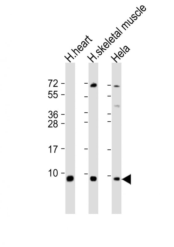 ATP5E Antibody (aa21-51)