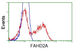FAHD2A Antibody (clone OTI6D9)