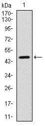 YAP / YAP1 Antibody (clone 1A12)