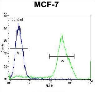MBD3L3 Antibody (aa156-184)