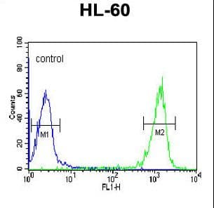 PATL1 Antibody (aa489-518)