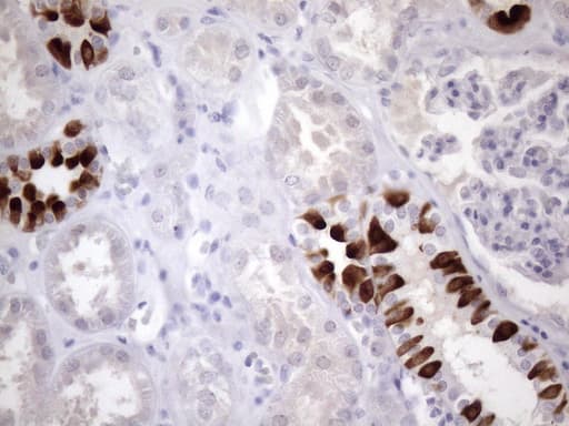 PDIA6 / ERP5 Antibody (clone OTI3E9)