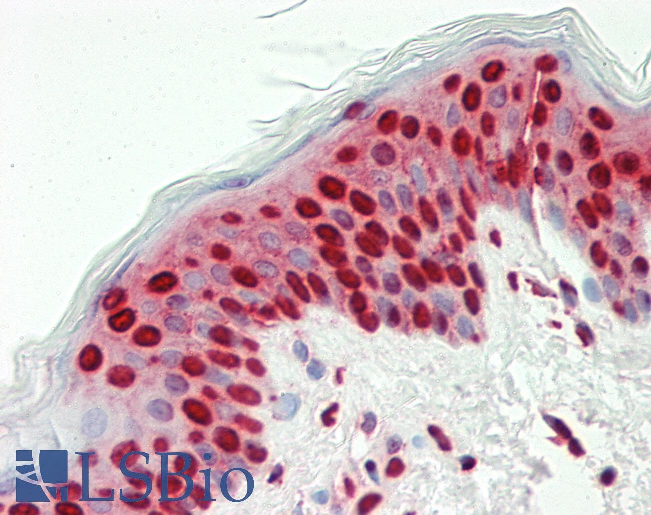 IHC-plus™ CCND2 / Cyclin D2 Antibody (aa1-30)