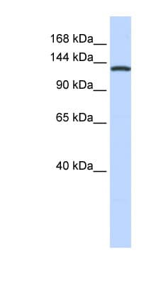 Polyclonal Rabbit anti-Human VARS / ValRS Antibody (C-Terminus, WB)