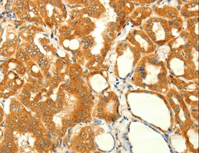 Alpha SNAP Antibody