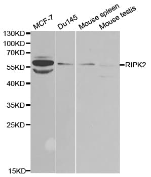 RICK / RIP2 Antibody