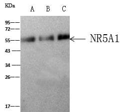 NR5A1 / SF1 Antibody (Preservative Free)