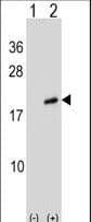 ARL2 Antibody (aa54-82)