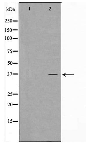 CDKL4 Antibody