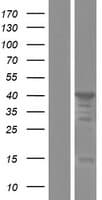 MAEA / EMP Protein (Over-Expression Lysate Myc-DDK (Flag))