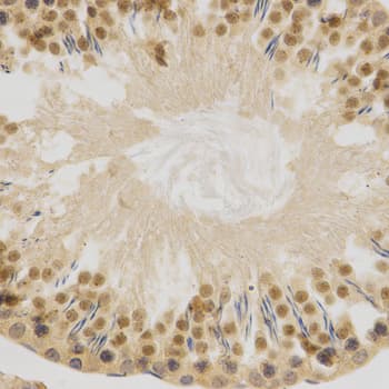 ELAVL1 / HUR Antibody