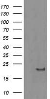 HRAS / H-Ras Antibody (clone OTI1D9)