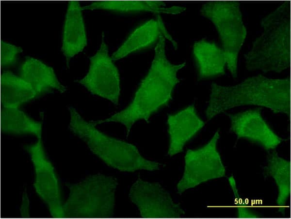PA2G4 / EBP1 Antibody (clone 2A5)