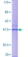 Human DERL1 / Derlin 1 Protein (Recombinant GST)