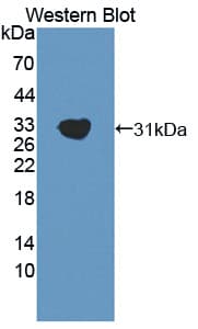 GAB2 Antibody (aa357-607, Biotin)