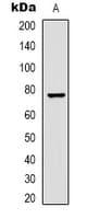 RAF1 / RAF Antibody