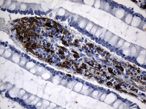 CLEC4M / L-SIGN / CD299 Antibody (aa74-329, clone OTI10C3)