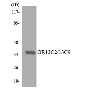OR13C2+9 Antibody (aa222-271)