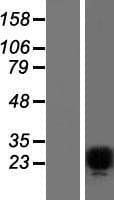 FEV / PET1 Protein (Over-Expression Lysate Myc-DDK (Flag))
